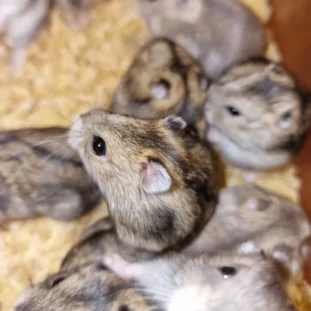 Dzsungáriai törpehörcsög