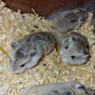 Roborovszkij-törpehörcsög