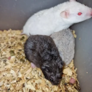 Szíriai aranyhörcsög