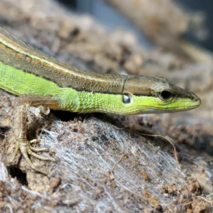 Takydromus sexlineatus  hosszúfarkú gyík