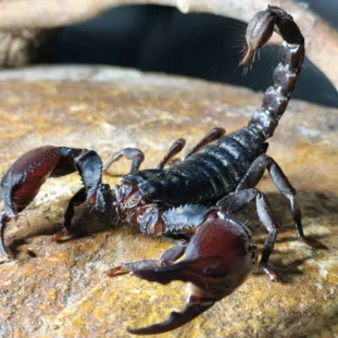 Heterometrus silenus-Ázsiai óriás skorpió 2 vedlés