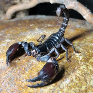 Heterometrus silenus-Ázsiai óriás skorpió