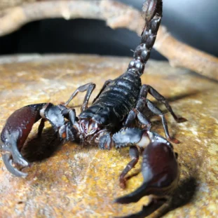 Heterometrus silenus ázsiai óriás skorpió eladó – élő egzotikus ízeltlábú terráriumba 15 cm testméret