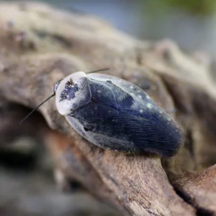 Gyna caffrorum (10 db)