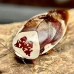 Gyna centurio (10 db)