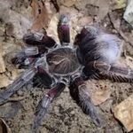 Pamphobeteus sp machalla (2 vedlés)