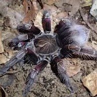 Pamphobeteus sp machalla (2 vedlés)