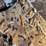 Porcellionides pruinosus – orange (15 db)