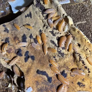 Porcellionides pruinosus – orange (15 db)