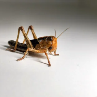 Keleti Vándorsáska