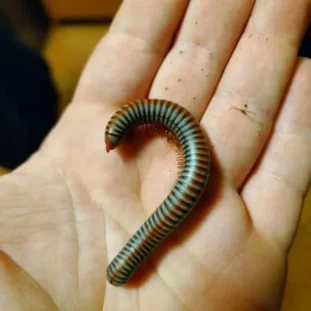 Tonkinbolus dollfusii