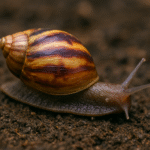 Lissachatina imaculata – Afrikai óriás csiga (2-3 cm)