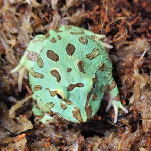 Szarvas béka (Ceratophrys sp.)
