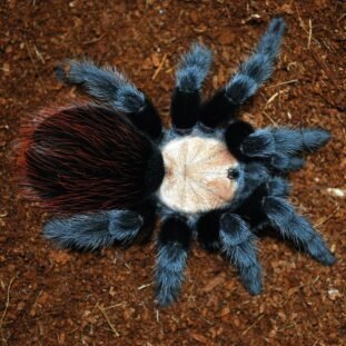 Brachypelma albiceps 4cm th. Nőstény