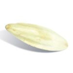 Kicsi Szépia – 10 cm