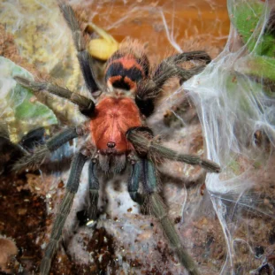 Davus pentaloris 1 cm