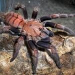 Chilobrachys fimbriatus  ~1cm th