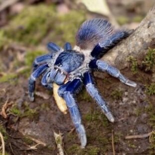 Lasiocyano sazimai 2cm