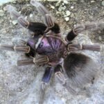 Phormictopus cancerides 2cm Nőstény