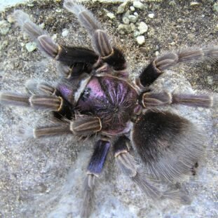 Phormictopus cancerides 2cm Nőstény