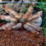 Psalmopoeus pulcher 2,5cm Nőstény