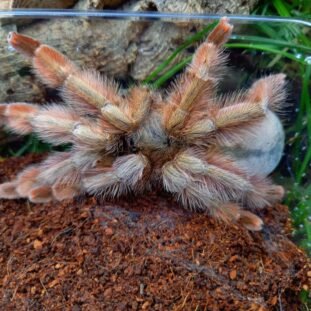 Psalmopoeus pulcher 2,5cm Nőstény