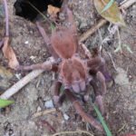 Acanthoscurria maga 3,5cm Nőstény