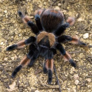Brachypelma emilia 2-2,5cm Nőstény