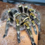 Grammostola pulchripes 2,5cm Nőstény