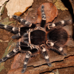 Acanthoscurria geniculata 4cm Nőstény