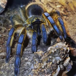 Harpactira pulchripes 2-2,5cm Nőstény