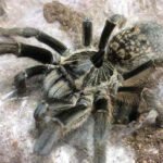 Ceratogyrus marshalli 2cm