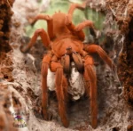Orphnaecus philippinus semi Nőstény