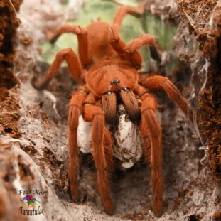 Orphnaecus philippinus semi Nőstény