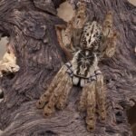 Stromatopelma calceatum 2,5cm Nőstény