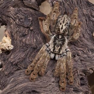 Stromatopelma calceatum 2,5cm Nőstény