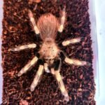 Vitalius chromatus 2,5cm