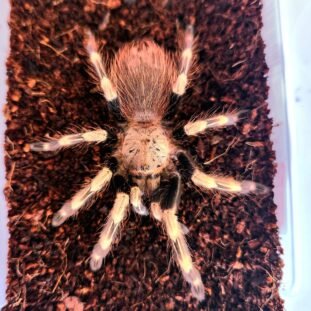 Vitalius chromatus 2,5cm