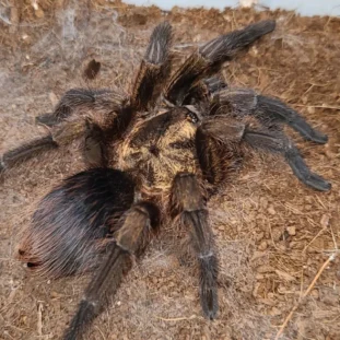 Phormictopus auratus 2,5cm Nőstény