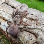 Ceratogyrus darlingi 2,5-3cm Nőstény