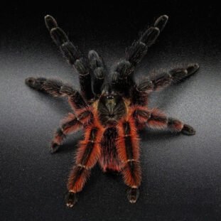 Psalmopoeus victori sub/adult Nőstény