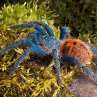 Chromatopelma cyaneopubescens 3cm Nőstény