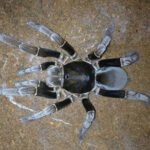 Hysterocrates gigas 2-2,5cm Nőstény