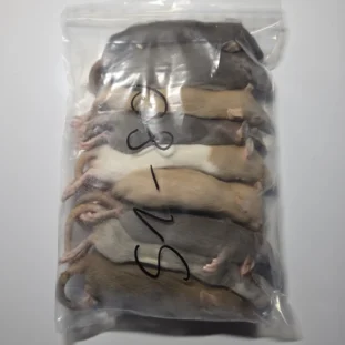 Fagyasztott patkány – prémium eleség kígyóknak, gyíkoknak és ragadozó madaraknak